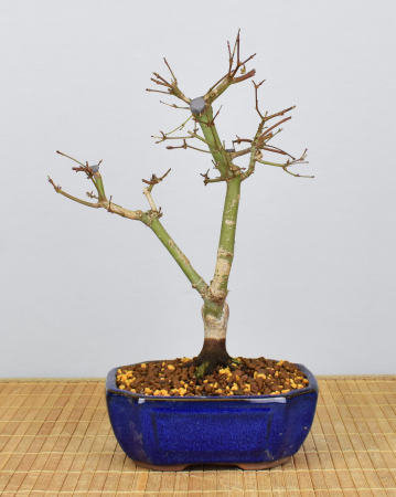 Bonsai Outdoor, Roter Fächerahorn (Acer palmatum 'deshojo')